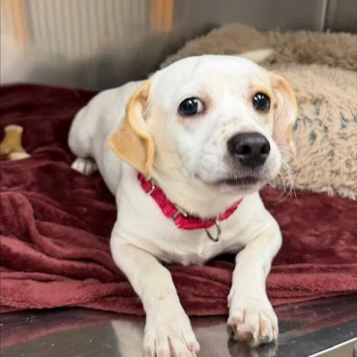A young small-sized male Mixed Breed dog named Ghost Malone for adoption in Knoxville, TN