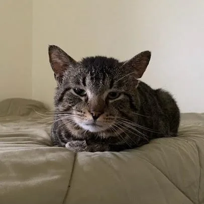 An adult small-sized male Brown / Chocolate Domestic Short Hair cat named Goose for adoption in Delaware, OH