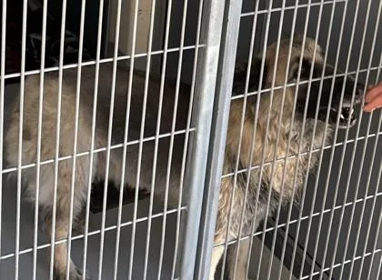 An adult large-sized female Shepherd dog named Keeta for adoption in Cumming, GA