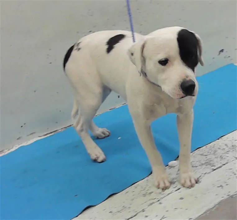A young medium-sized female Staffordshire Bull Terrier dog named Vella for adoption in Houston, TX