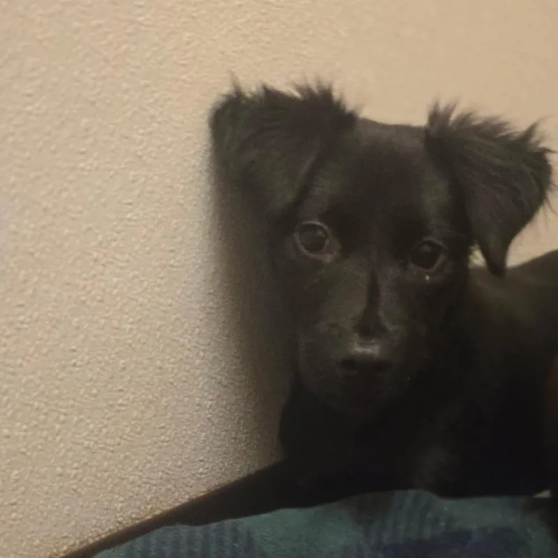 A baby small-sized female Mixed Breed dog named Kraken for adoption in Fulton, TX