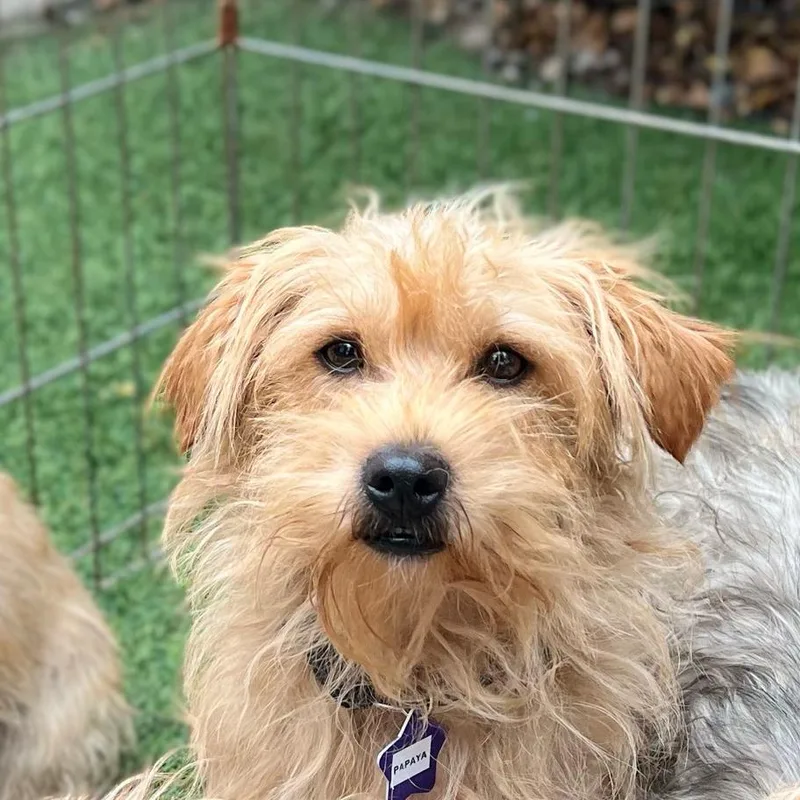 An adult small-sized male White / Cream Terrier dog named Papaya for adoption in San Francisco, CA
