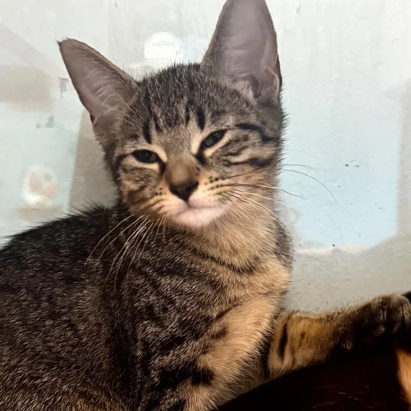 A baby small-sized female Brown / Chocolate Domestic Short Hair cat named Samantha Baker for adoption in Wheeling, IL