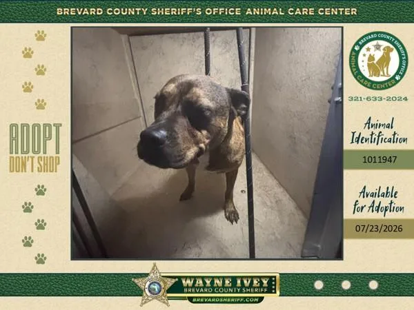 An adult small-sized female Mixed Breed dog named Smiles for adoption in Melbourne, FL
