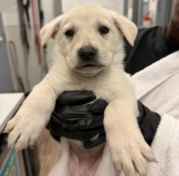 A baby medium-sized female Shepherd dog named Hula for adoption in Oceanside, CA