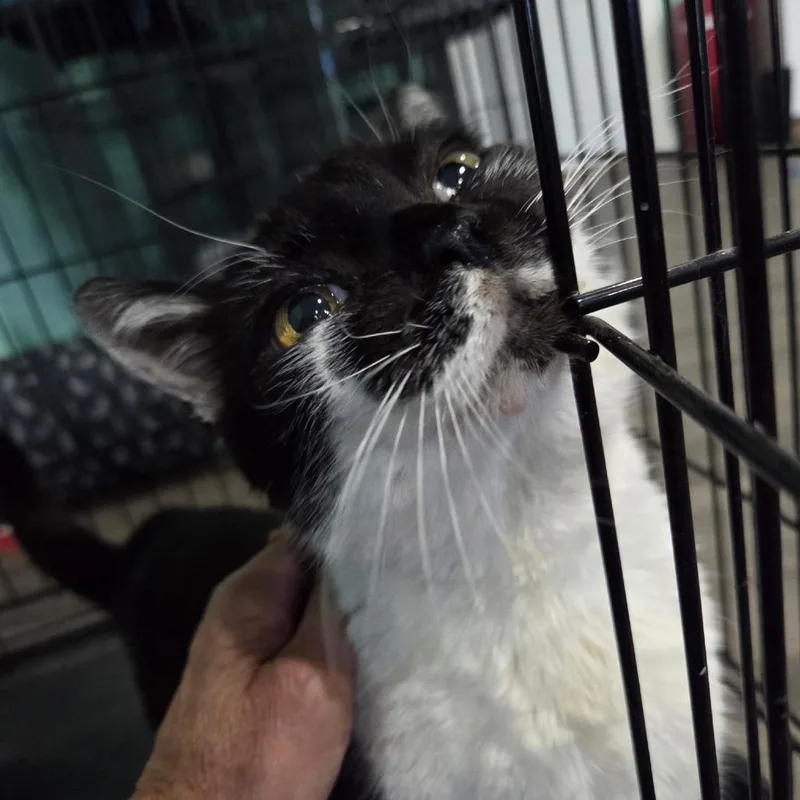 An adult medium-sized female Black Domestic Short Hair cat named Pixel for adoption in Marion, VA