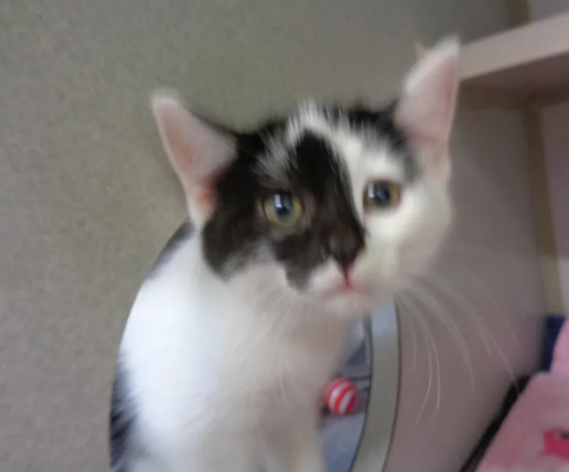 A baby small-sized female Black & White / Tuxedo Domestic Short Hair cat named Crater Lake for adoption in Delhi, NY