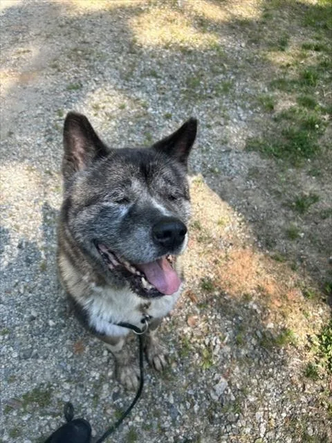 A senior large-sized male Akita dog named Koda for adoption in Newton, NC