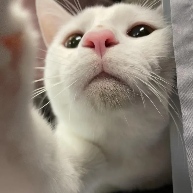 An adult large-sized male White Domestic Short Hair cat named Mochi for adoption in Charlottesville, VA