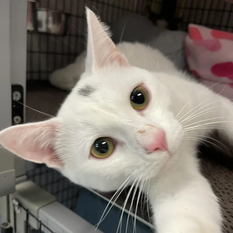 Mochi thumbnail 2