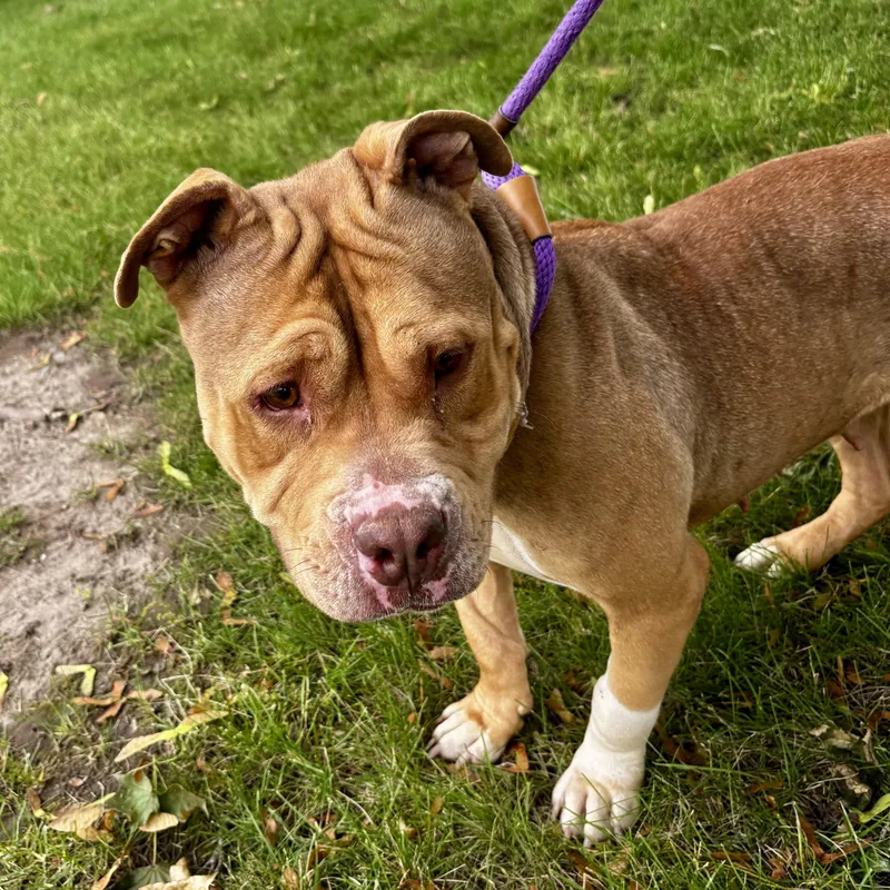 An adult medium-sized female Brown / Chocolate Pit Bull Terrier dog named Diamond for adoption in Buffalo, NY