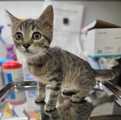 A baby small-sized female Domestic Short Hair cat named Half Pint for adoption in Fresno, CA