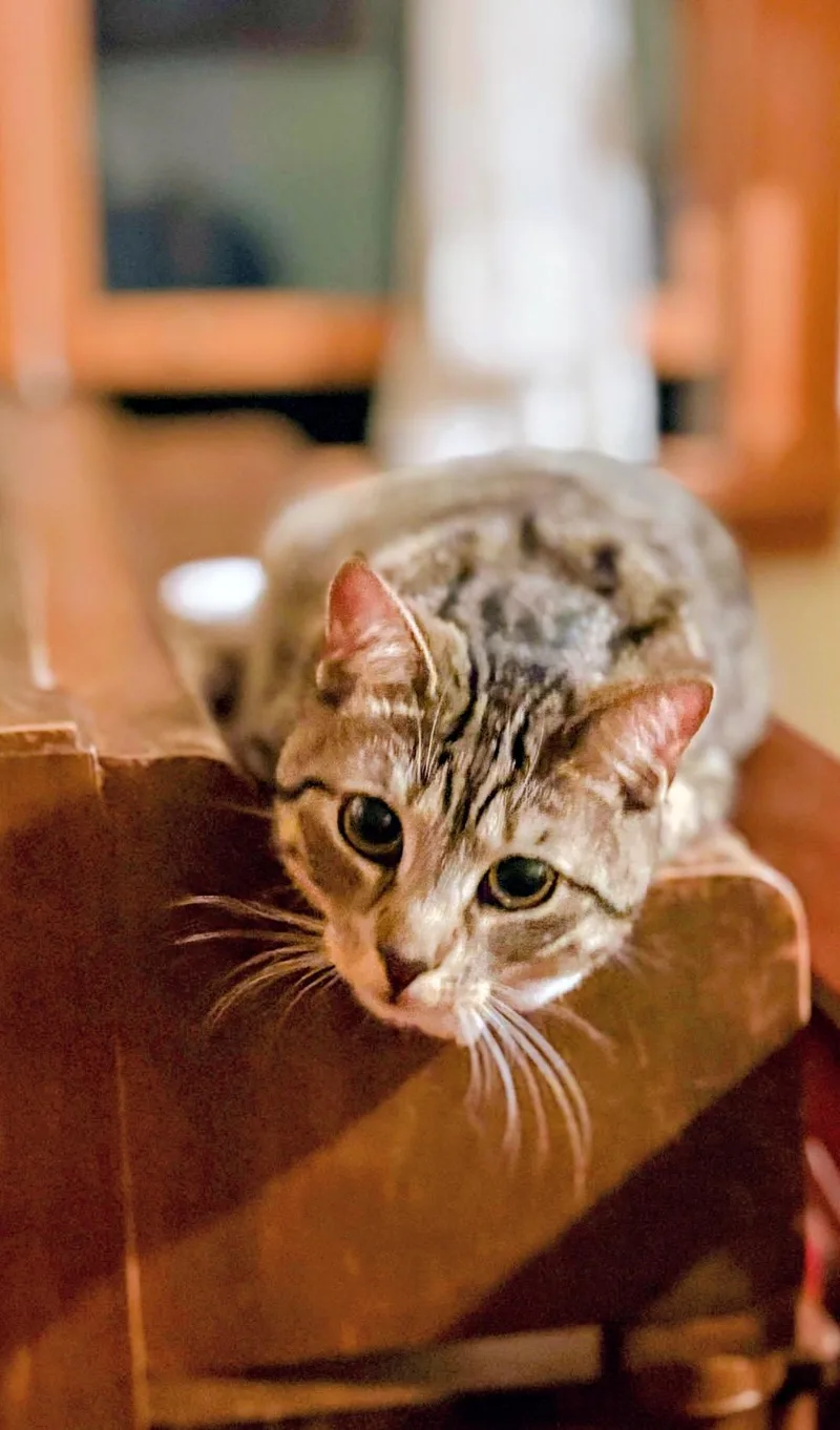 A young medium-sized male Domestic Short Hair cat named Simba for adoption in Syosset, NY