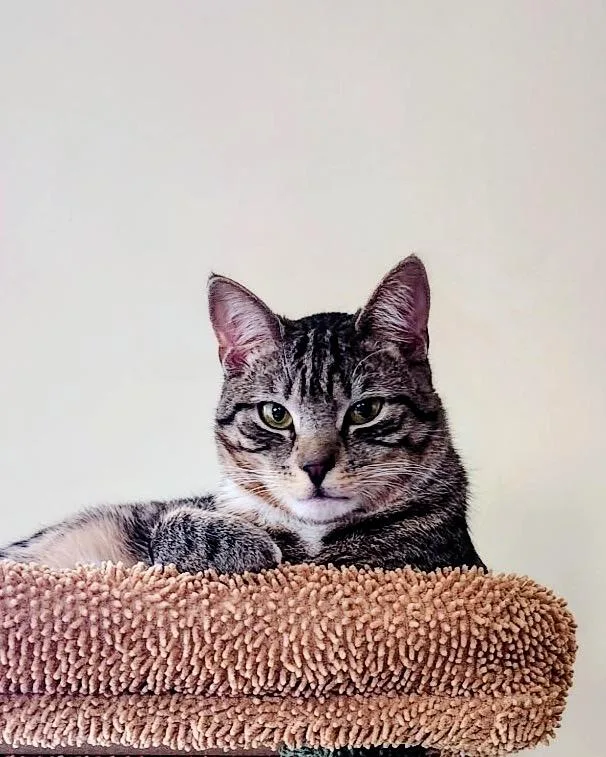 Simba thumbnail 5