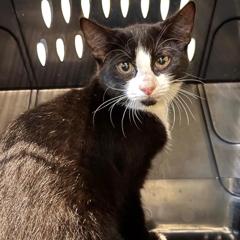 A baby small-sized female Black Domestic Short Hair cat named Yang for adoption in Lynchburg, VA