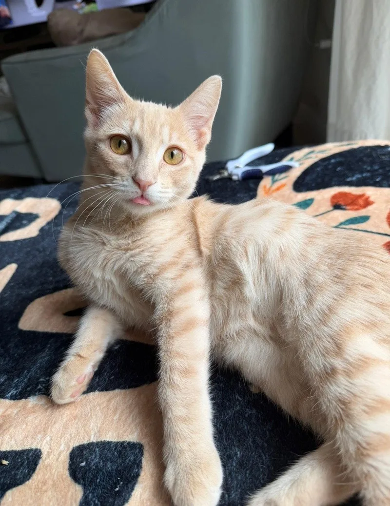 A young medium-sized male Orange / Red Domestic Short Hair cat named Spritz aka Nelson for adoption in Pompano Beach, FL