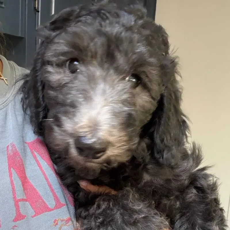 A baby medium-sized female Poodle dog named April for adoption in Burbank, CA