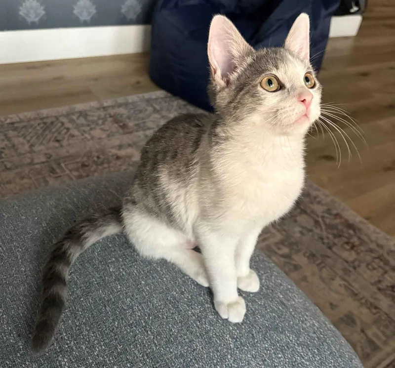 A baby medium-sized female Domestic Short Hair cat named Eilish for adoption in Seal Beach, CA