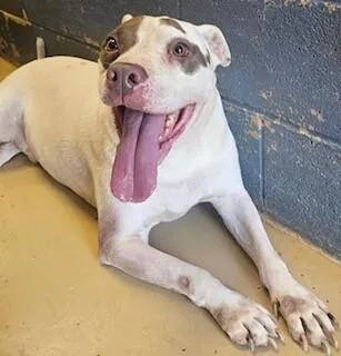 A senior medium-sized male White / Cream American Staffordshire Terrier dog named Opie for adoption in Maryville, TN