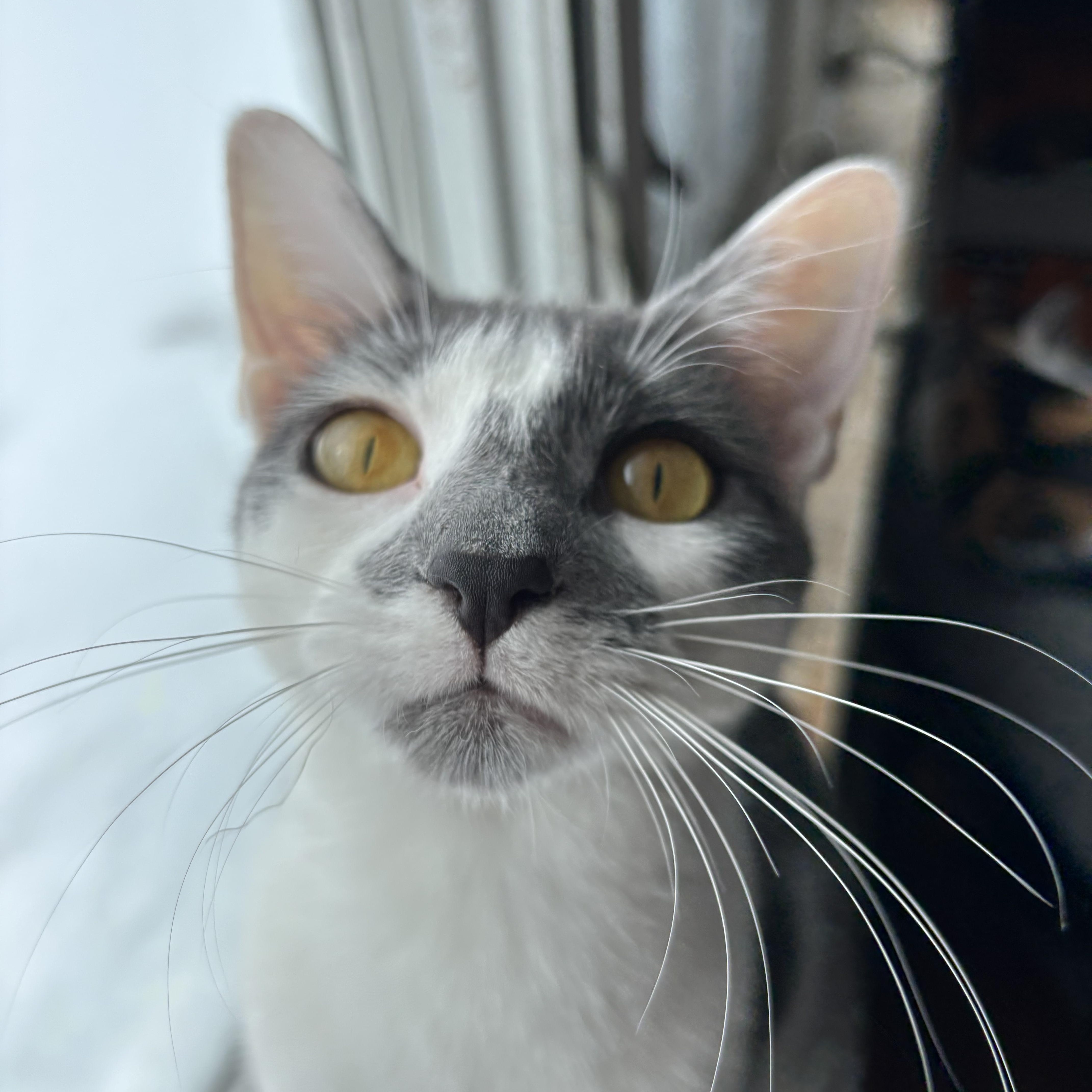 A baby medium-sized female Gray & White Domestic Short Hair cat named Jackie for adoption in Buffalo, NY