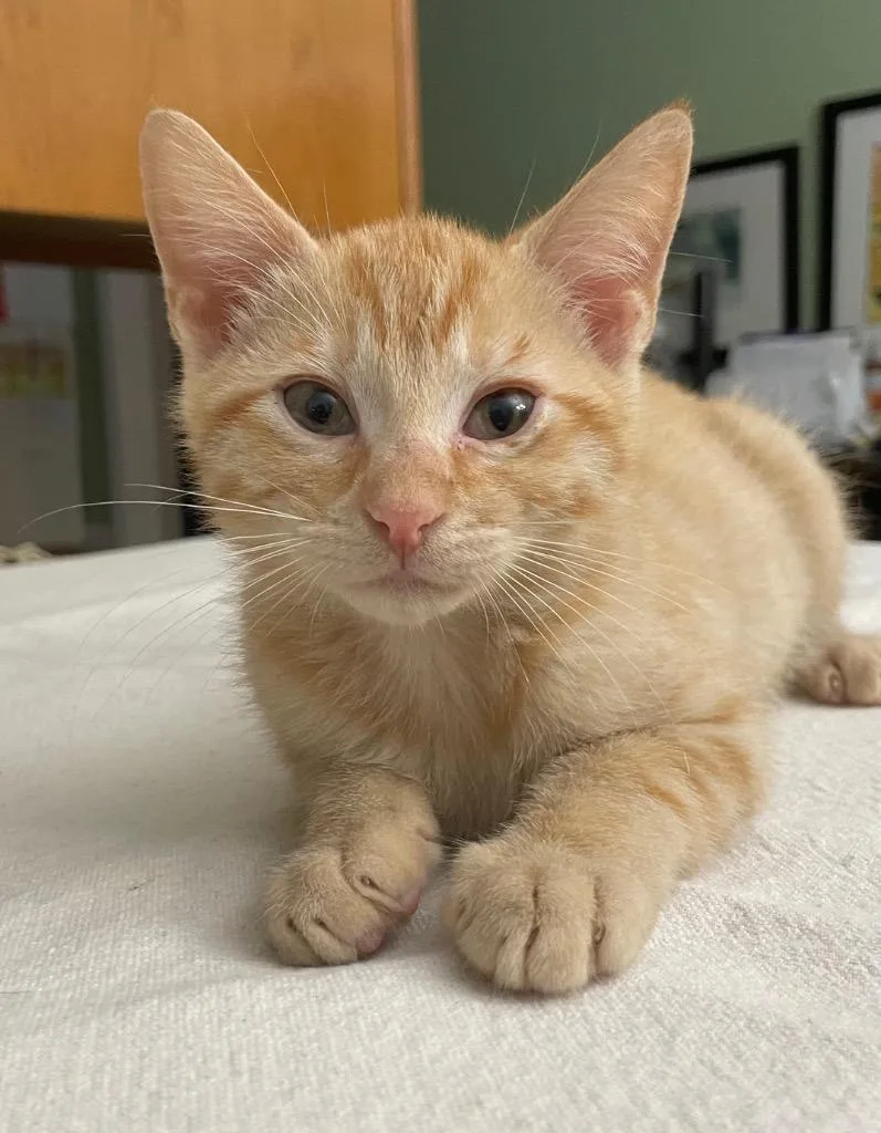 A baby medium-sized male Domestic Short Hair cat named Zion for adoption in Fort Oglethorpe, GA