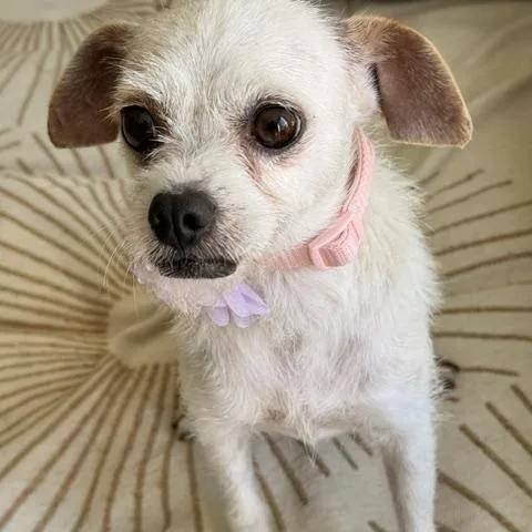 A young small-sized female White / Cream Chihuahua dog named Portia for adoption in Redondo Beach, CA