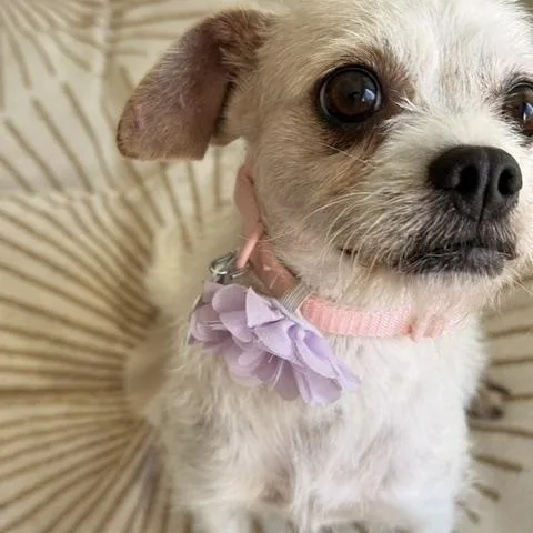 Portia thumbnail 2