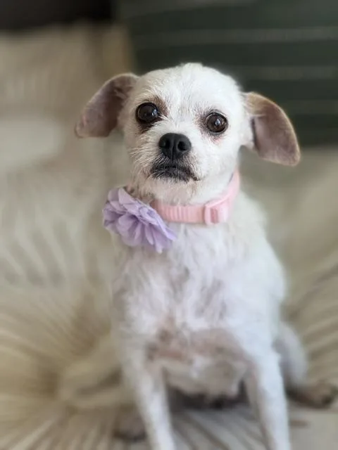 Portia thumbnail 4