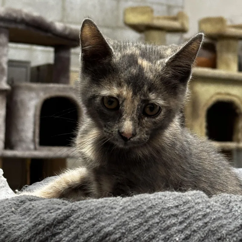 Prudence  Always Wants thumbnail 2