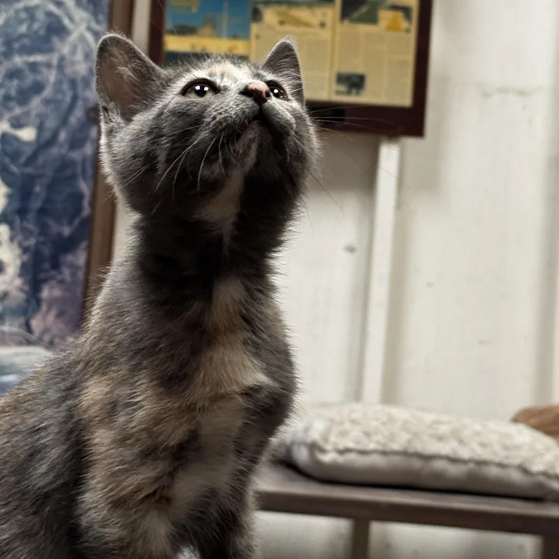 Prudence  Always Wants thumbnail 3