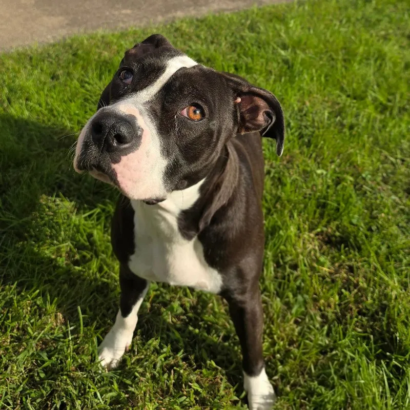 An adult medium-sized female American Staffordshire Terrier dog named Nunu for adoption in Milan, IL