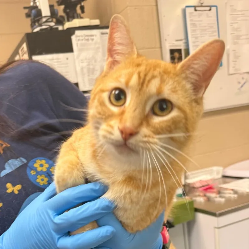 An adult large-sized female Orange / Red Domestic Short Hair cat named Liz for adoption in Troy, VA