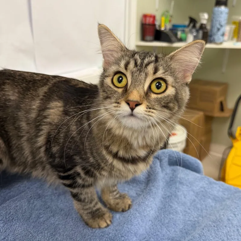 A young medium-sized female Brown / Chocolate Domestic Medium Hair cat named Pandora for adoption in East Smithfield , PA