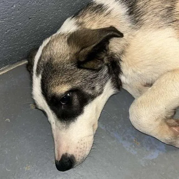 A baby medium-sized female Yellow / Tan / Blond / Fawn Mixed Breed dog named Mitzi for adoption in Gadsden, AL