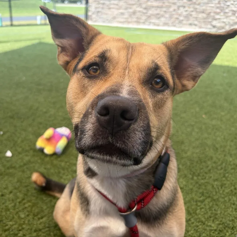 An adult medium-sized female Brown / Chocolate Mixed Breed dog named Gwen for adoption in Washington Township, OH