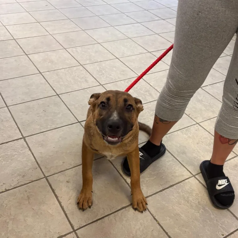A young medium-sized female Yellow / Tan / Blond / Fawn Mixed Breed dog named StraySchatulgaRoad for adoption in Columbus, GA
