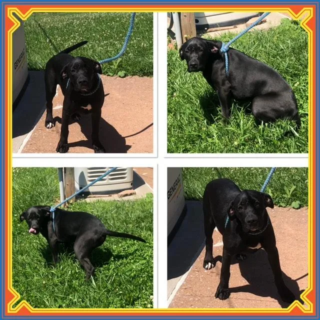 A baby medium-sized male Black Great Dane dog named Sheriff for adoption in Buckhannon, WV