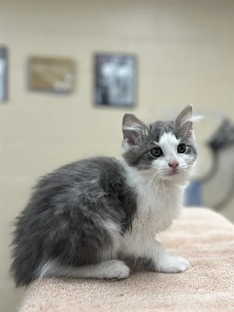 A baby small-sized male Domestic Medium Hair cat named Isosceles Triangle for adoption in Aliquippa, PA