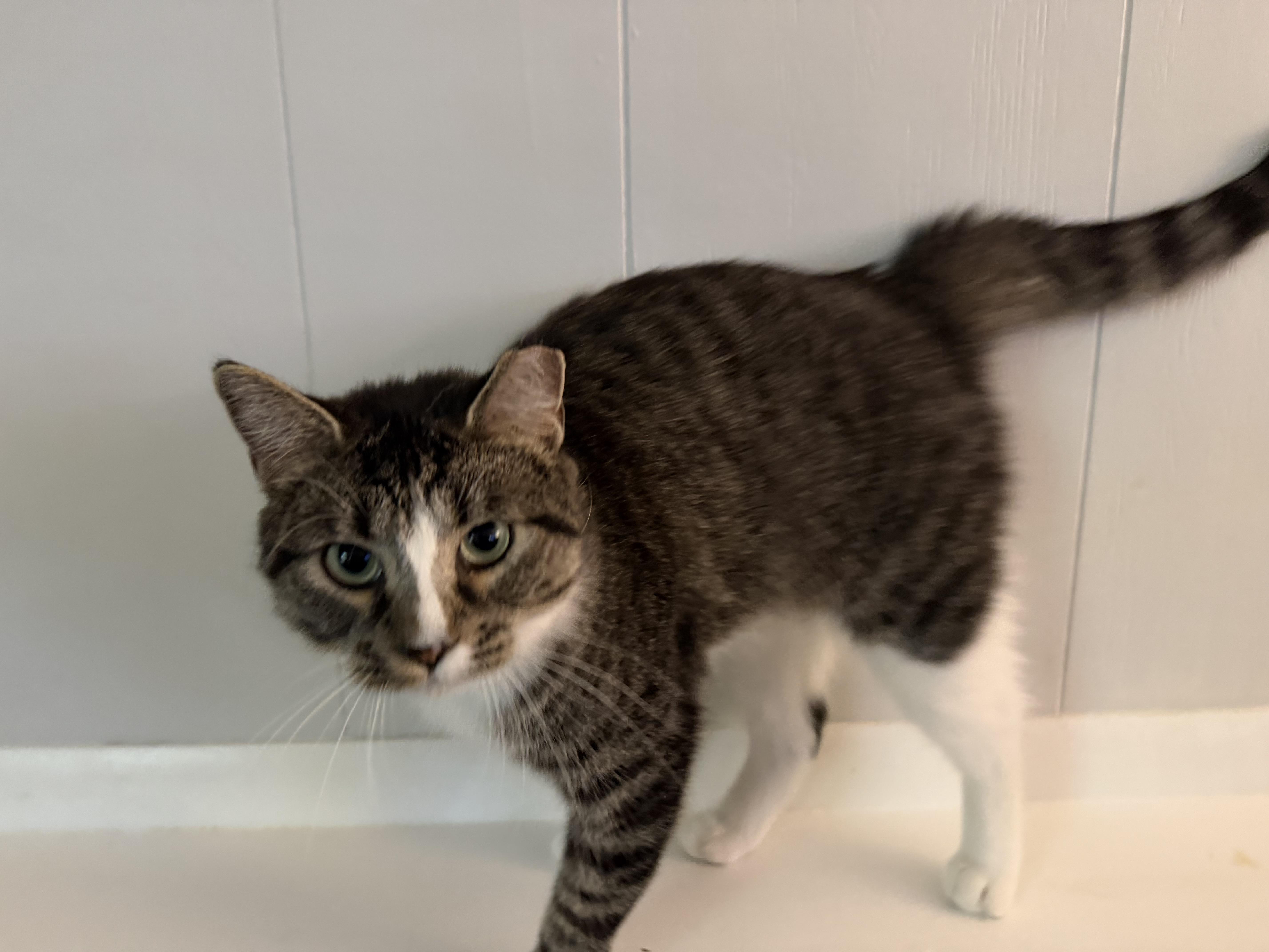 A young medium-sized female Tabby (Brown / Chocolate) Domestic Short Hair cat named Betty for adoption in Leesburg, VA