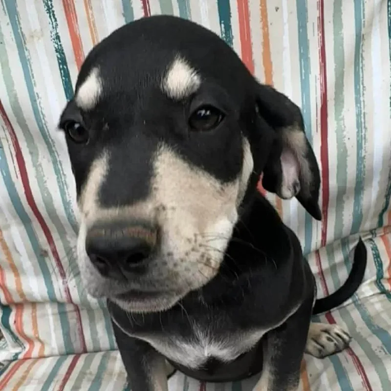 A baby medium-sized male Black Mixed Breed dog named Hank Jr for adoption in Austin, TX