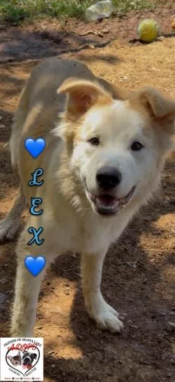 Lex