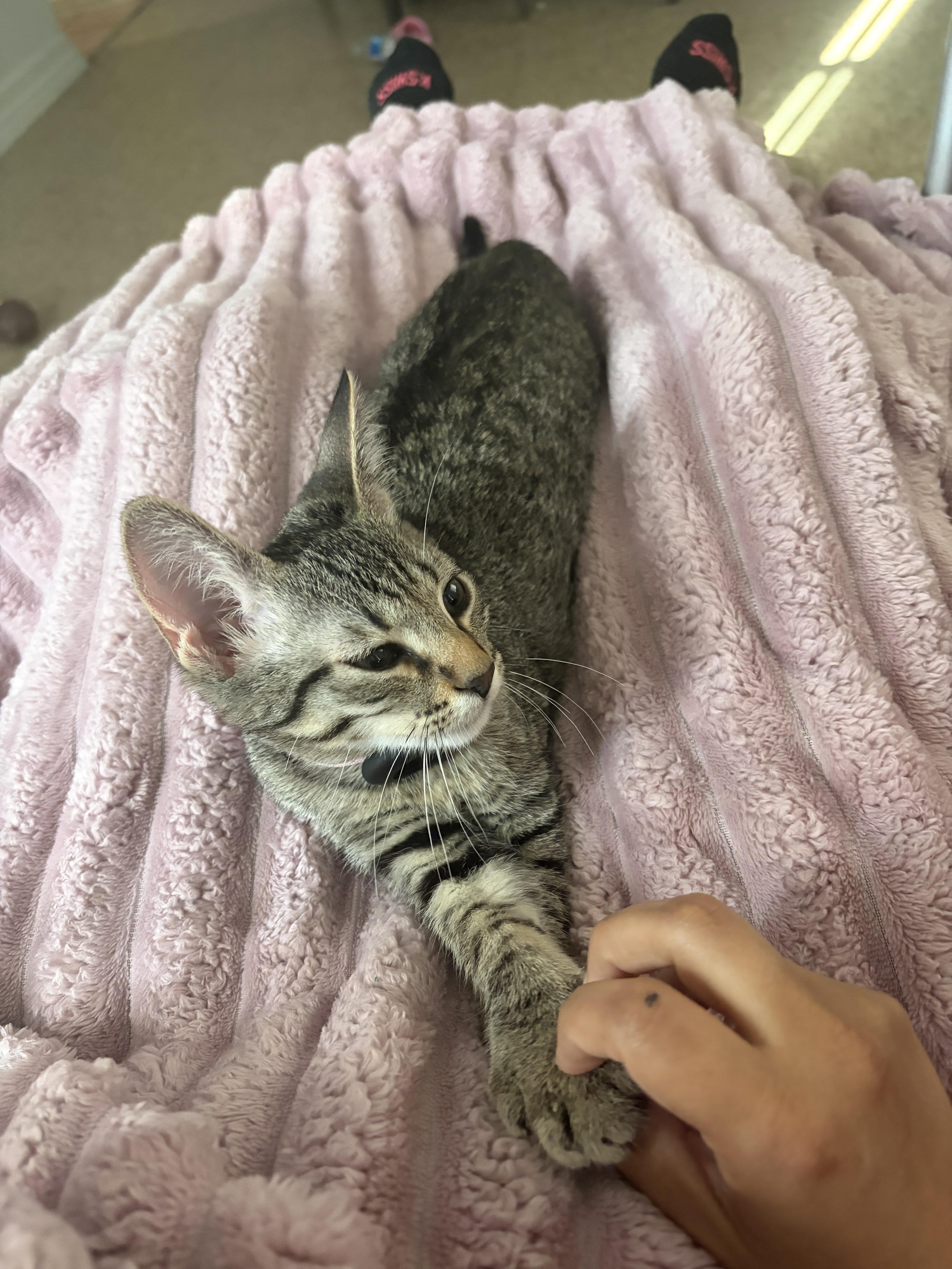 A baby small-sized female Domestic Short Hair cat named Chili for adoption in San Diego, CA