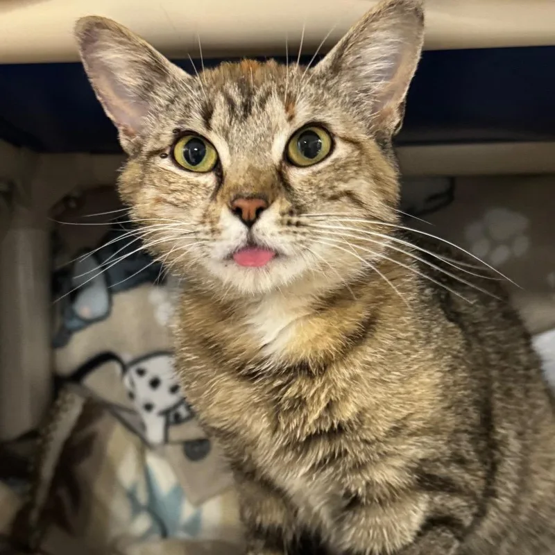A young medium-sized female Domestic Short Hair cat named Halligan for adoption in Olean, NY