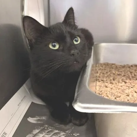 An adult medium-sized female Black Domestic Medium Hair cat named Brida for adoption in Marshall, VA
