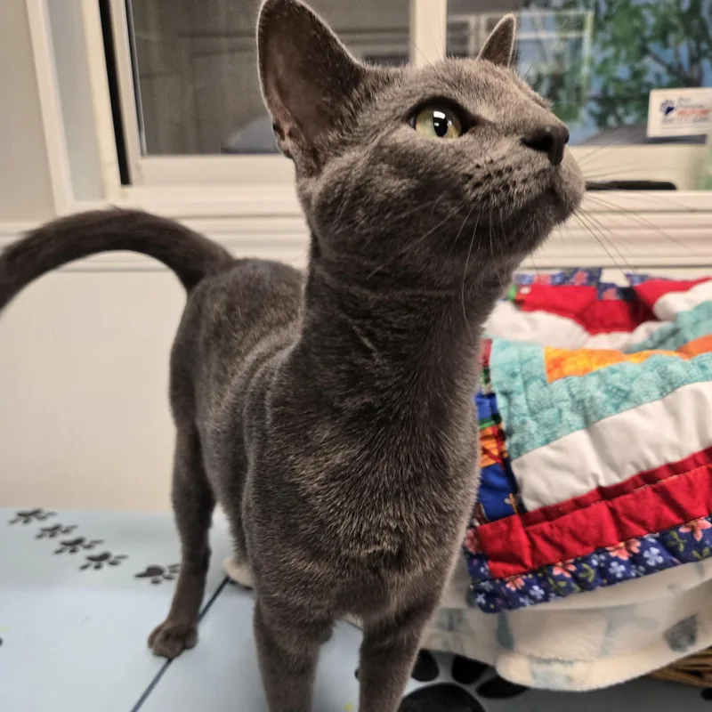 An adult medium-sized male Gray / Blue / Silver Domestic Short Hair cat named Jet for adoption in Xenia , OH