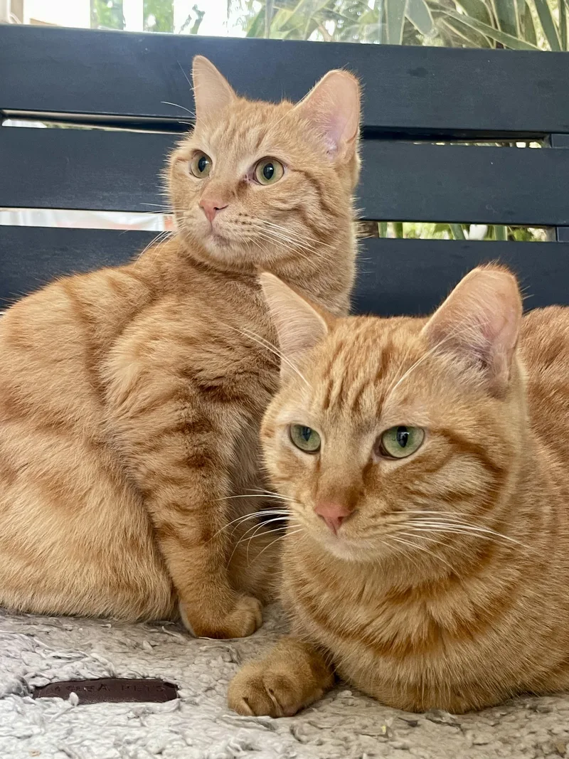 A young medium-sized male Domestic Short Hair cat named Mucho And Lucho  for adoption in Somerset, NJ