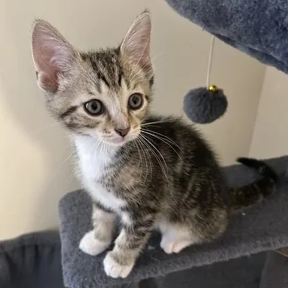 A baby medium-sized male Tabby (Brown / Chocolate) Domestic Short Hair cat named Matthew for adoption in Wilmington, OH