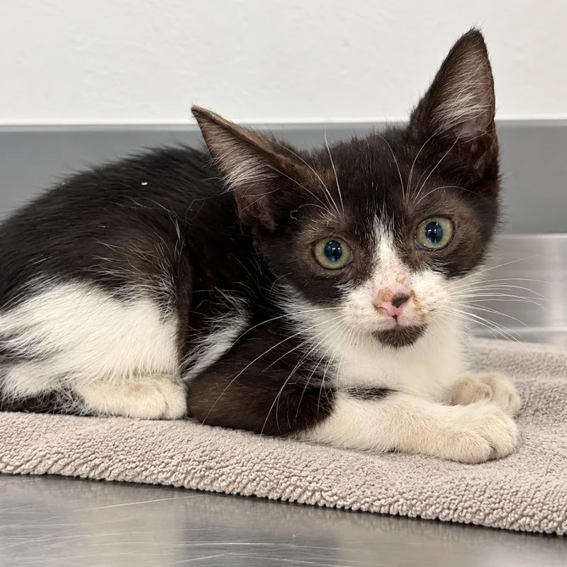 A baby medium-sized male Black Domestic Short Hair cat named Boo Boo Keys for adoption in Austin, TX