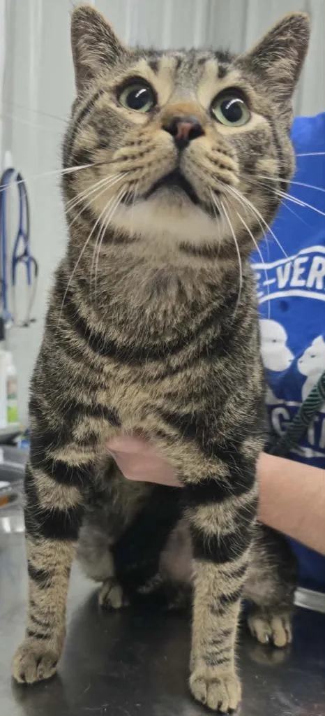 A young large-sized male Domestic Short Hair cat named Chuck for adoption in Hillsdale, IN