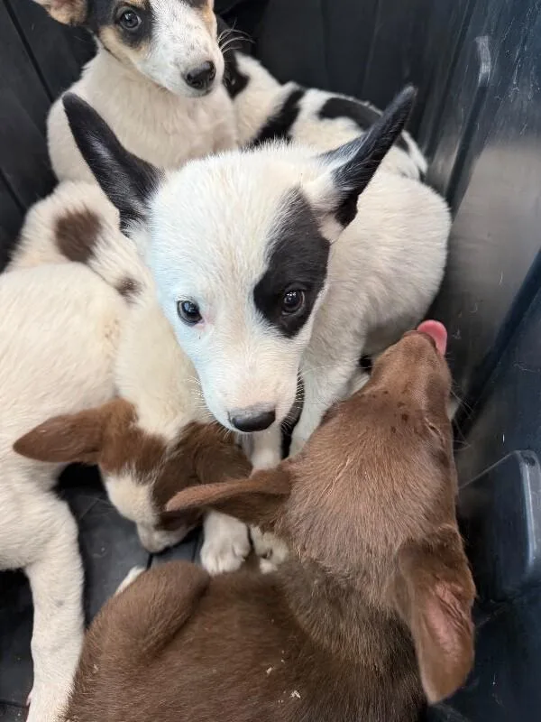 A young medium-sized male Mixed Breed dog named Hunter for adoption in Hobbs, NM